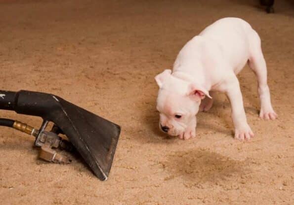 Pet Stain Removal from Area Rug