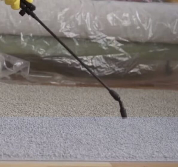 carpet disinfection